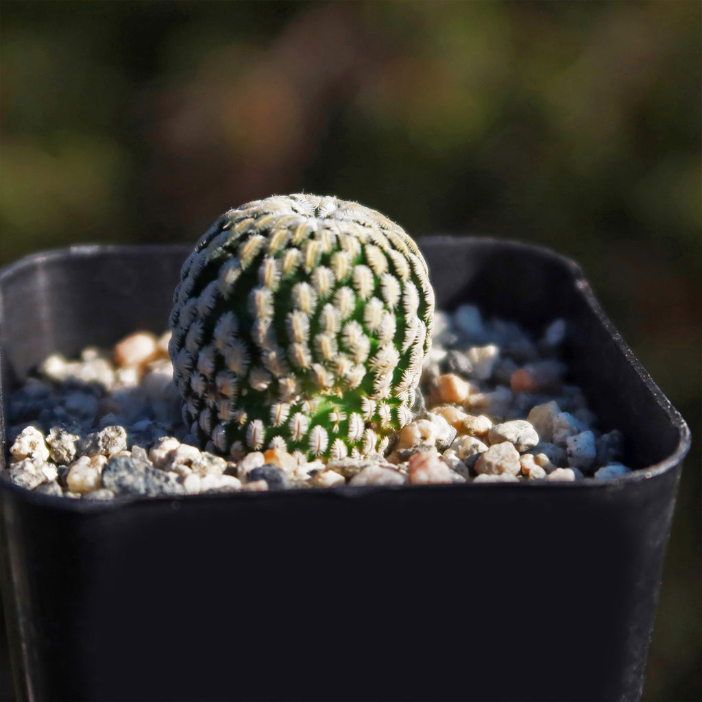 Mammillaria Pectinifera