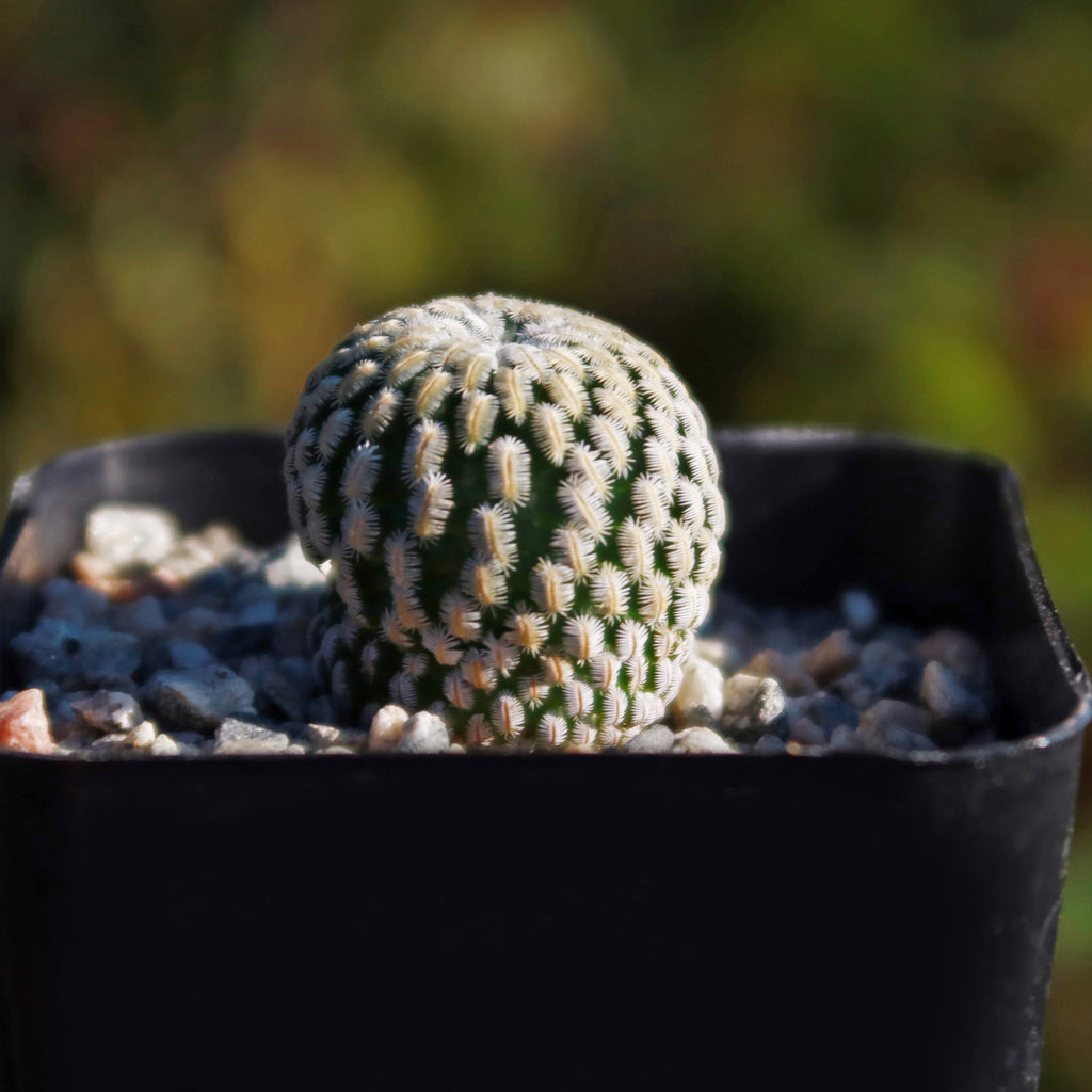 Mammillaria Pectinifera