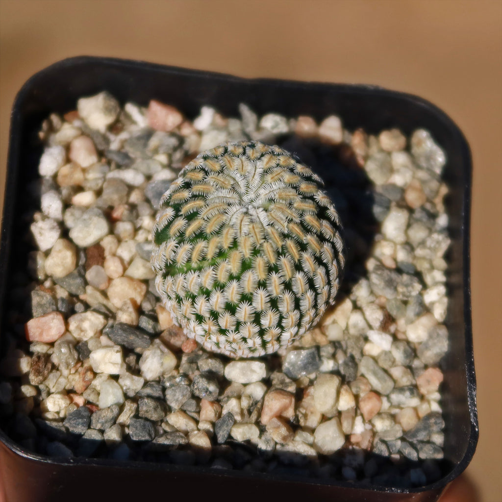 Mammillaria Pectinifera