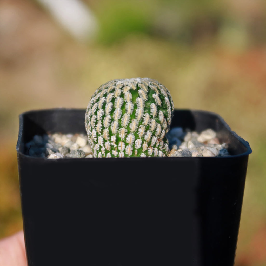 Mammillaria Pectinifera