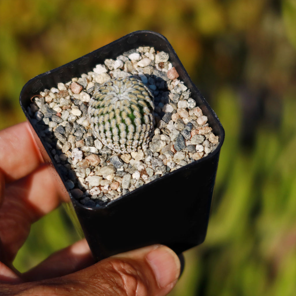 Mammillaria Pectinifera