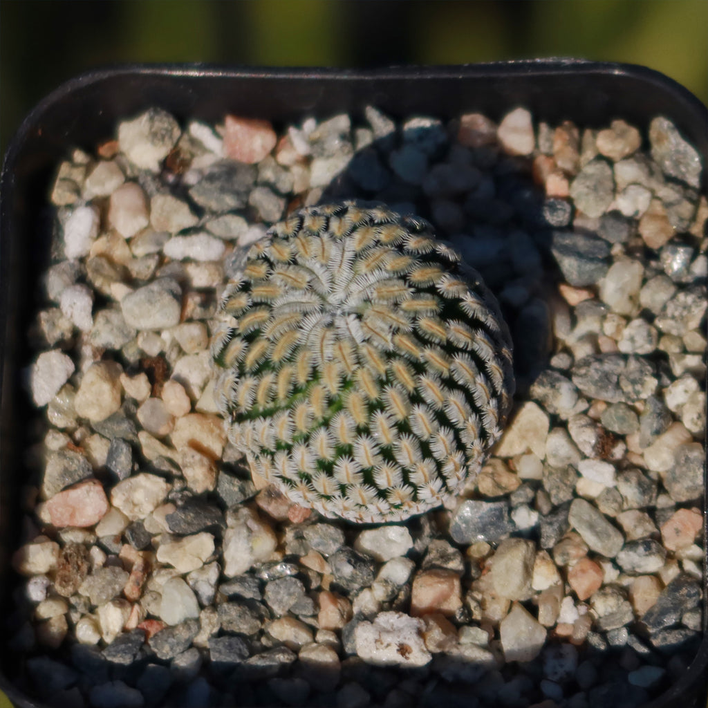 Mammillaria Pectinifera