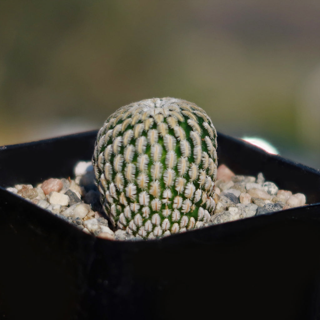 Mammillaria Pectinifera