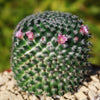 Mammillaria perbella