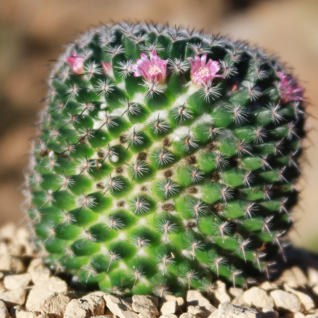 Mammillaria perbella