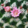 Mammillaria perbella