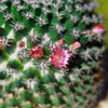 Mammillaria perbella