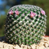 Mammillaria perbella