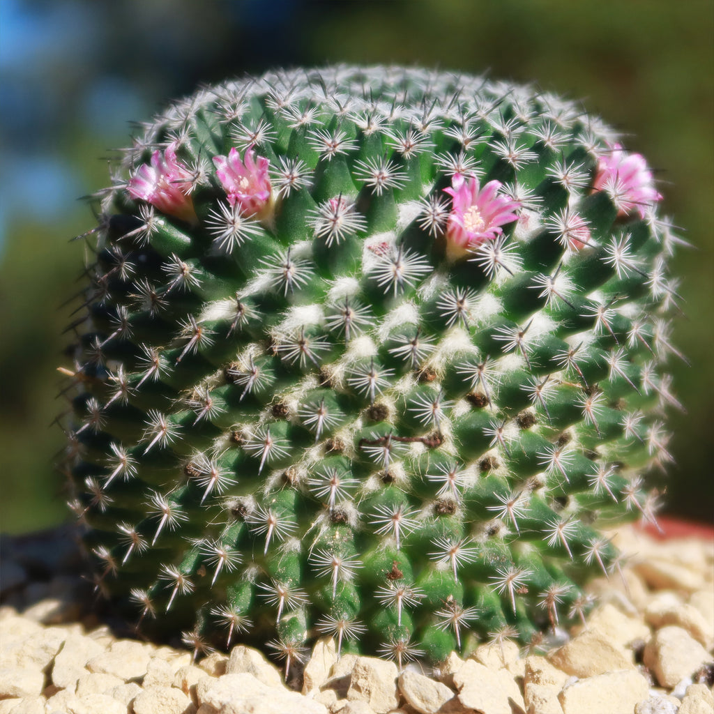 Mammillaria perbella