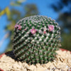 Mammillaria perbella