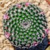 Mammillaria perbella