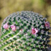 Mammillaria perbella