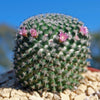 Mammillaria perbella