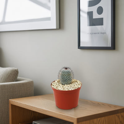 Mammillaria perez de la rosae