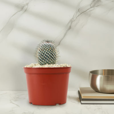 Mammillaria perez de la rosae