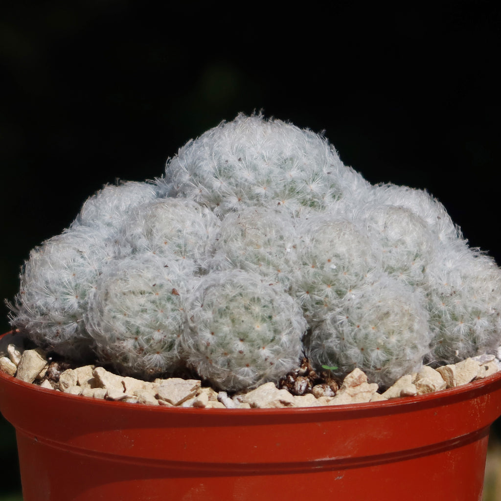 Feather Cactus ‘Mammillaria pulmosa’