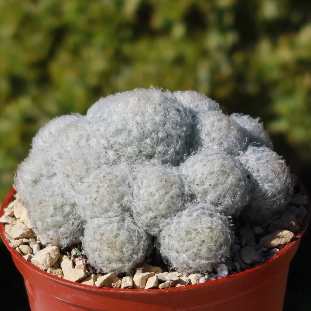 Feather Cactus ‘Mammillaria pulmosa’