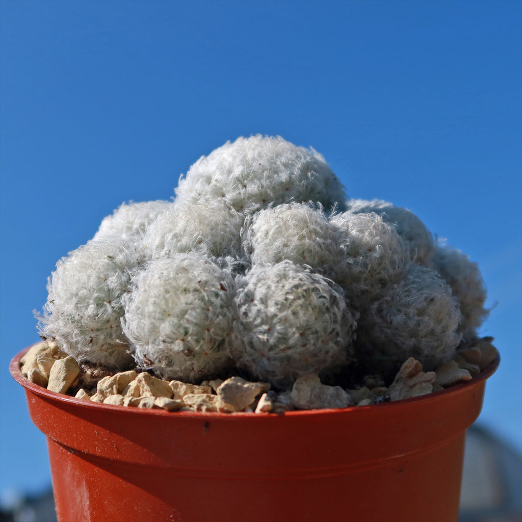 Feather Cactus ‘Mammillaria pulmosa’
