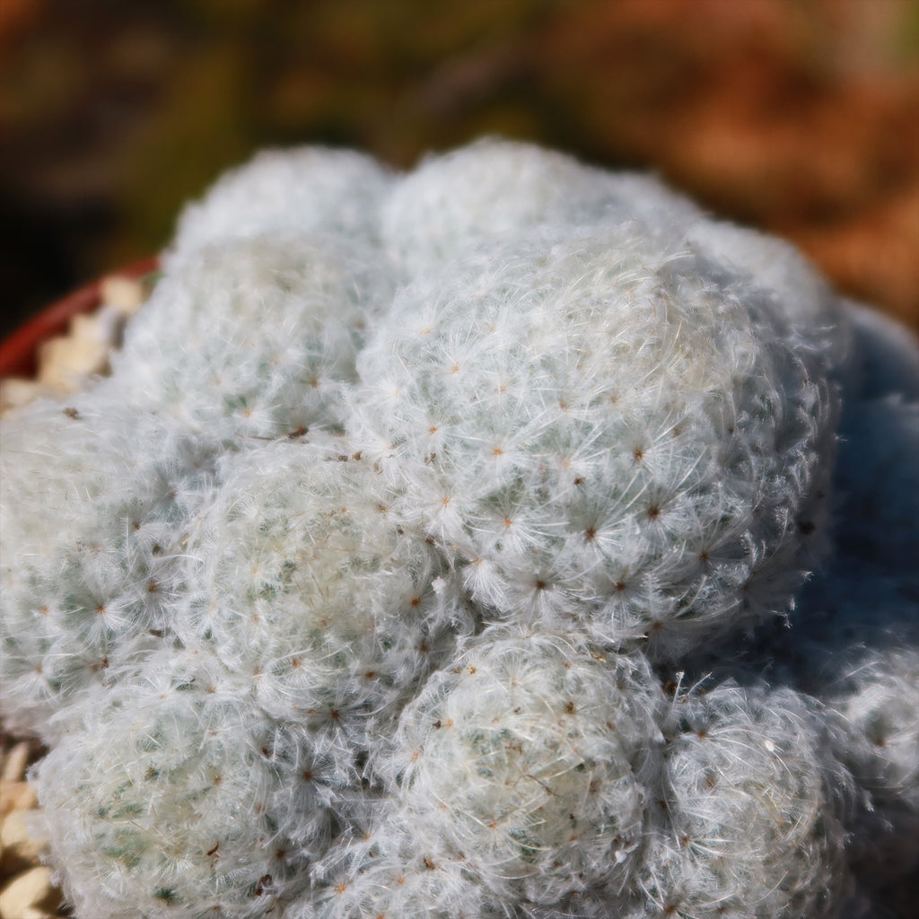 Feather Cactus ‘Mammillaria pulmosa’