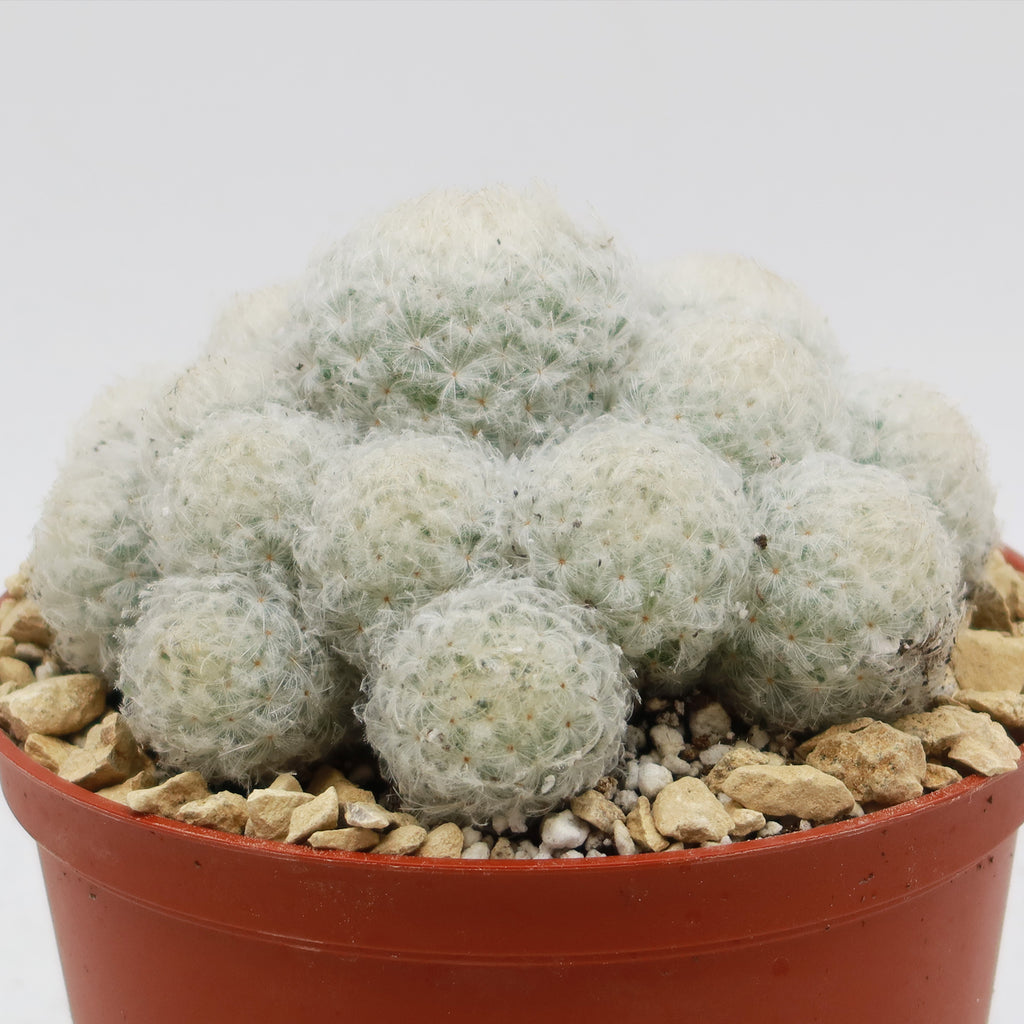 Feather Cactus ‘Mammillaria pulmosa’