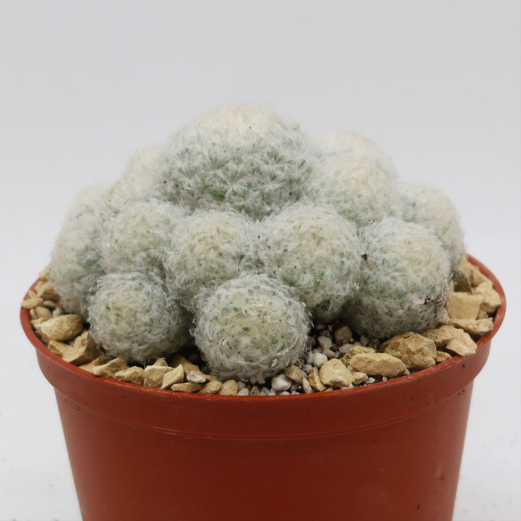 Feather Cactus ‘Mammillaria pulmosa’