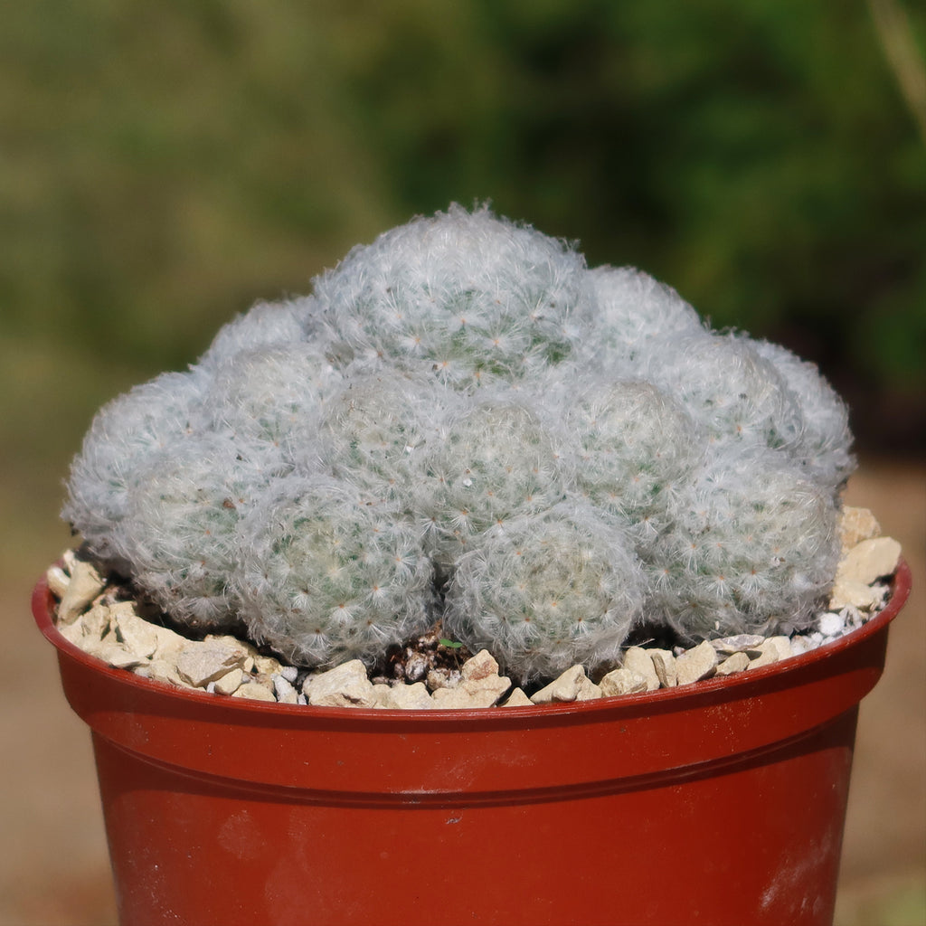 Feather Cactus ‘Mammillaria pulmosa’