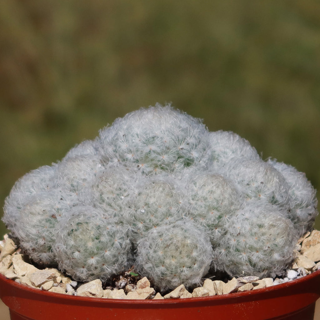 Feather Cactus ‘Mammillaria pulmosa’