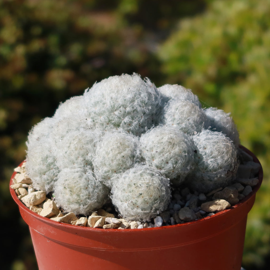 Feather Cactus ‘Mammillaria pulmosa’