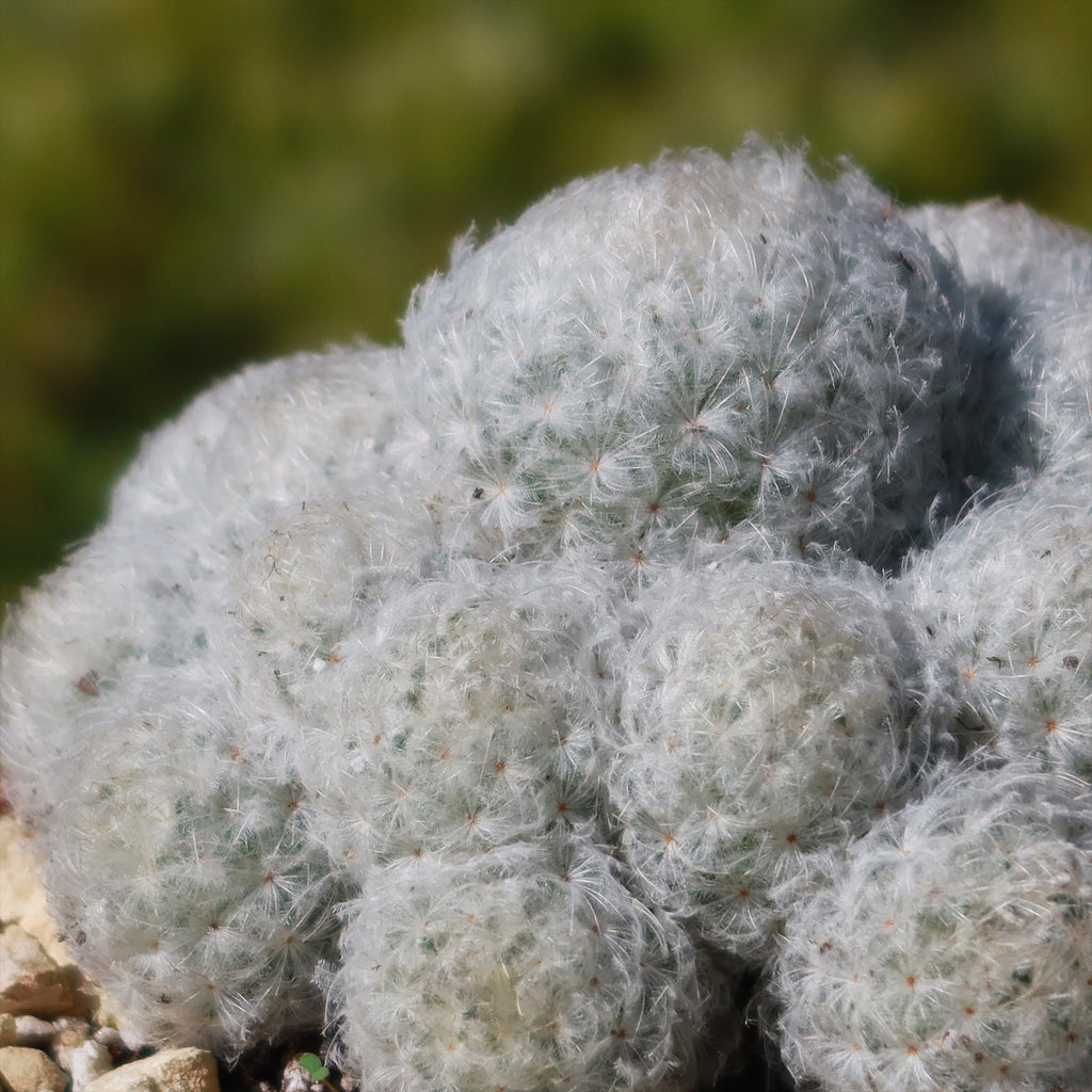 Feather Cactus ‘Mammillaria pulmosa’