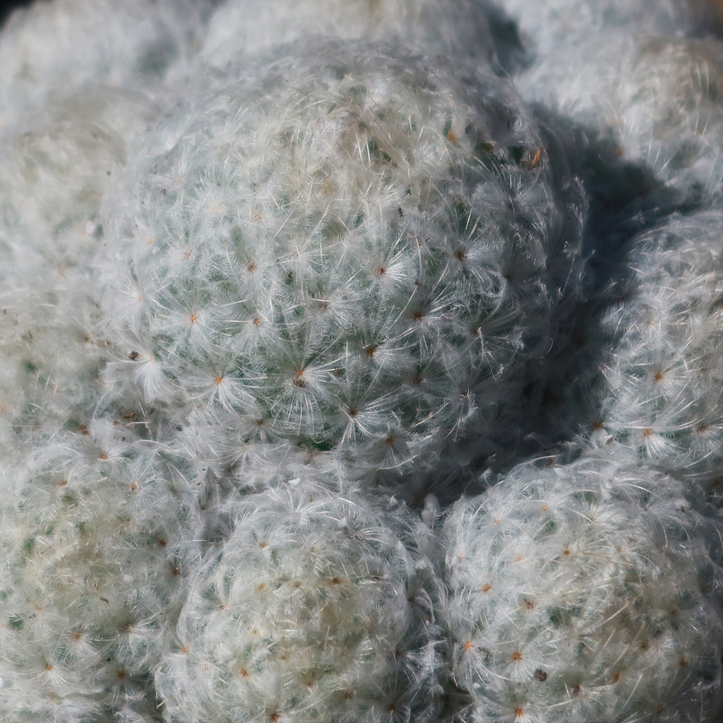 Feather Cactus ‘Mammillaria pulmosa’