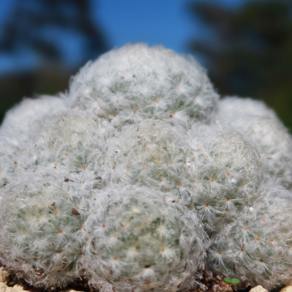 Feather Cactus ‘Mammillaria pulmosa’