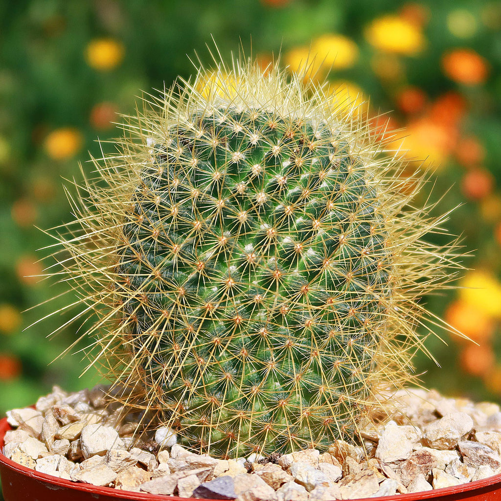 Mammillaria Pringlei