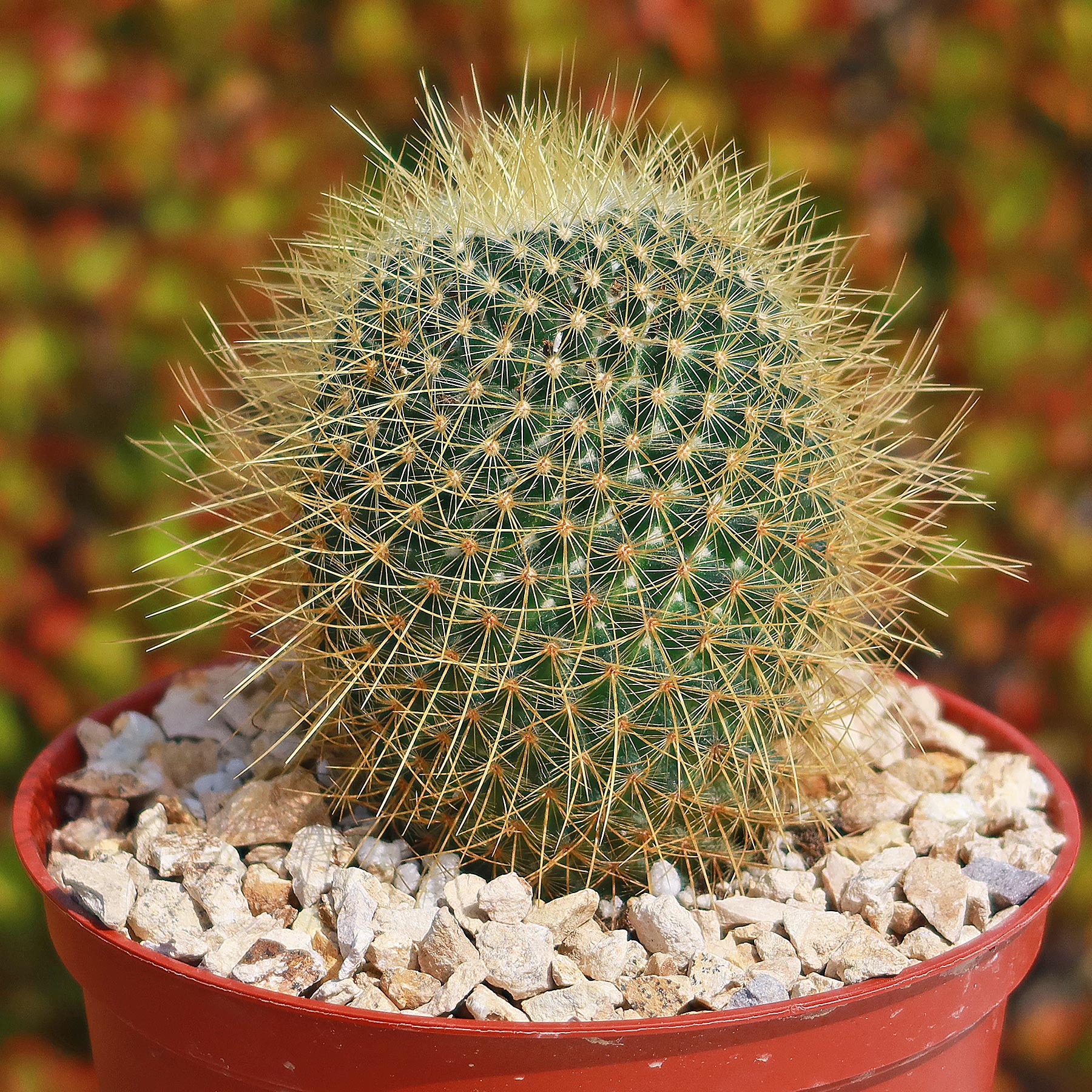 Mammillaria Pringlei