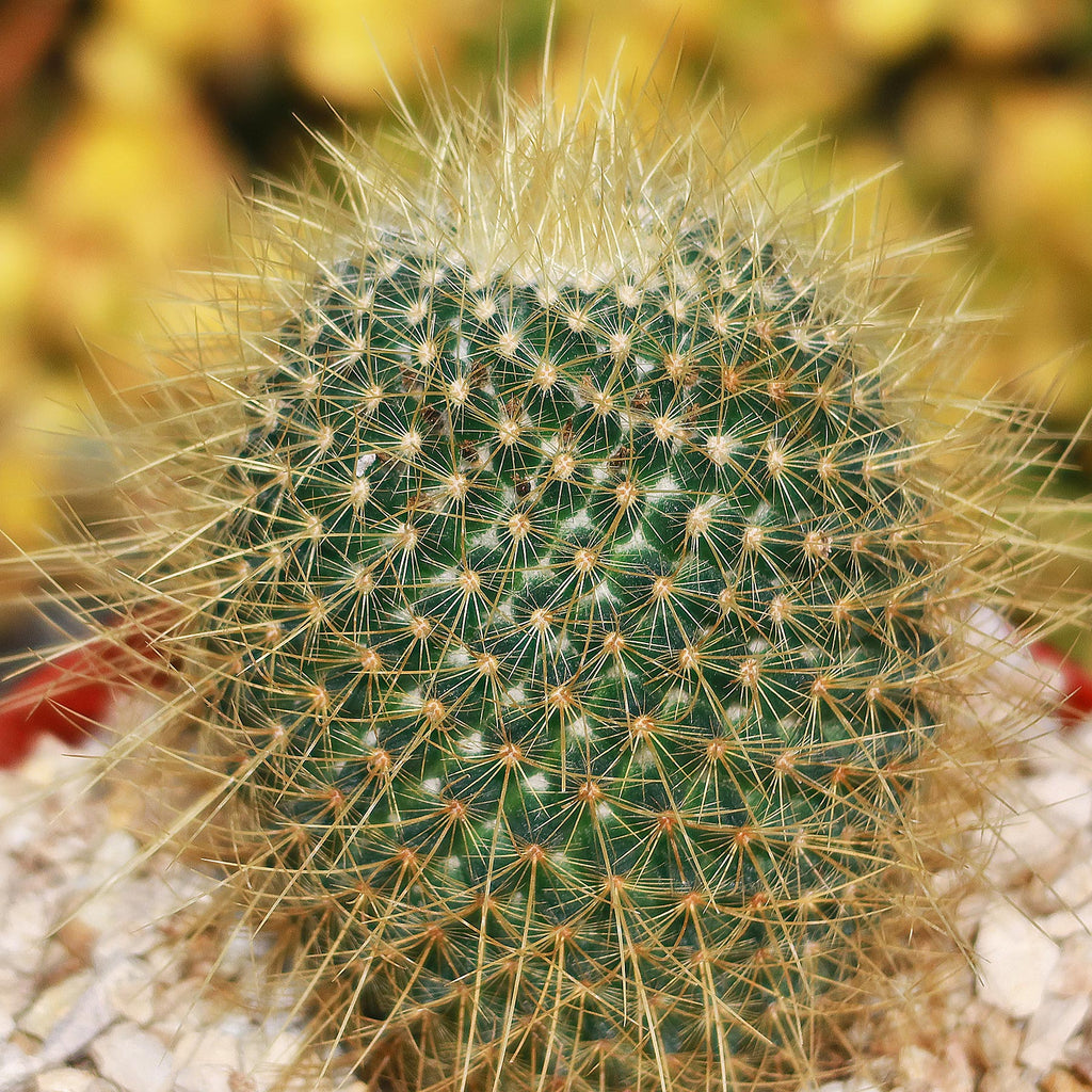 Mammillaria Pringlei