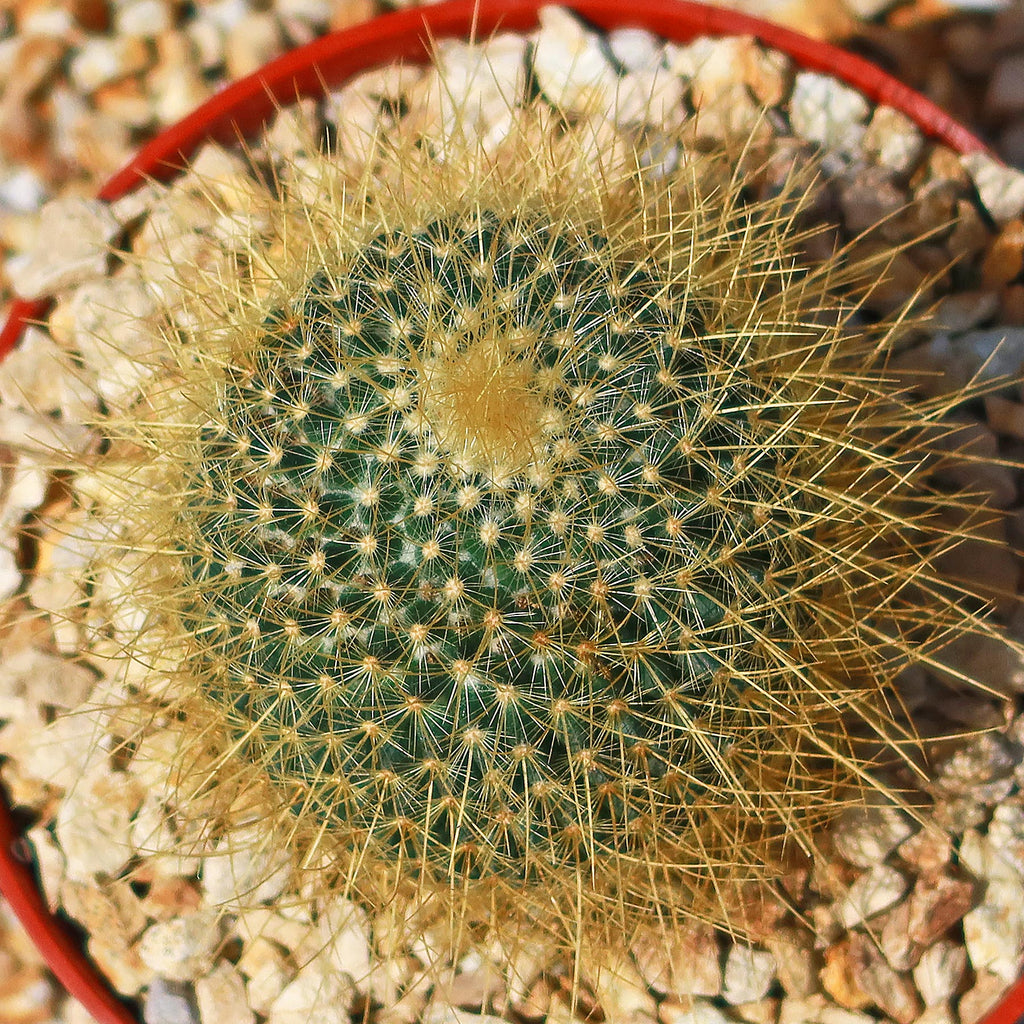 Mammillaria Pringlei