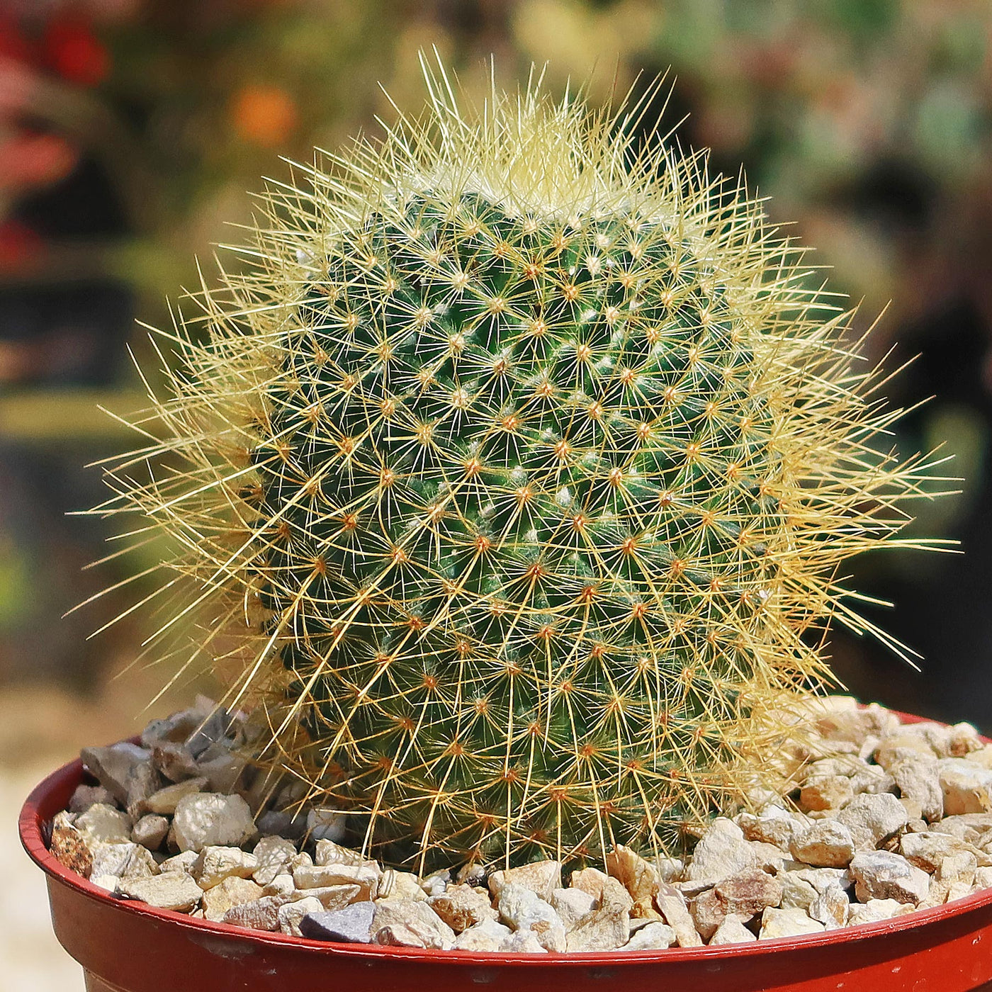 Lemon Ball Cactus - Mammillaria pringlei
