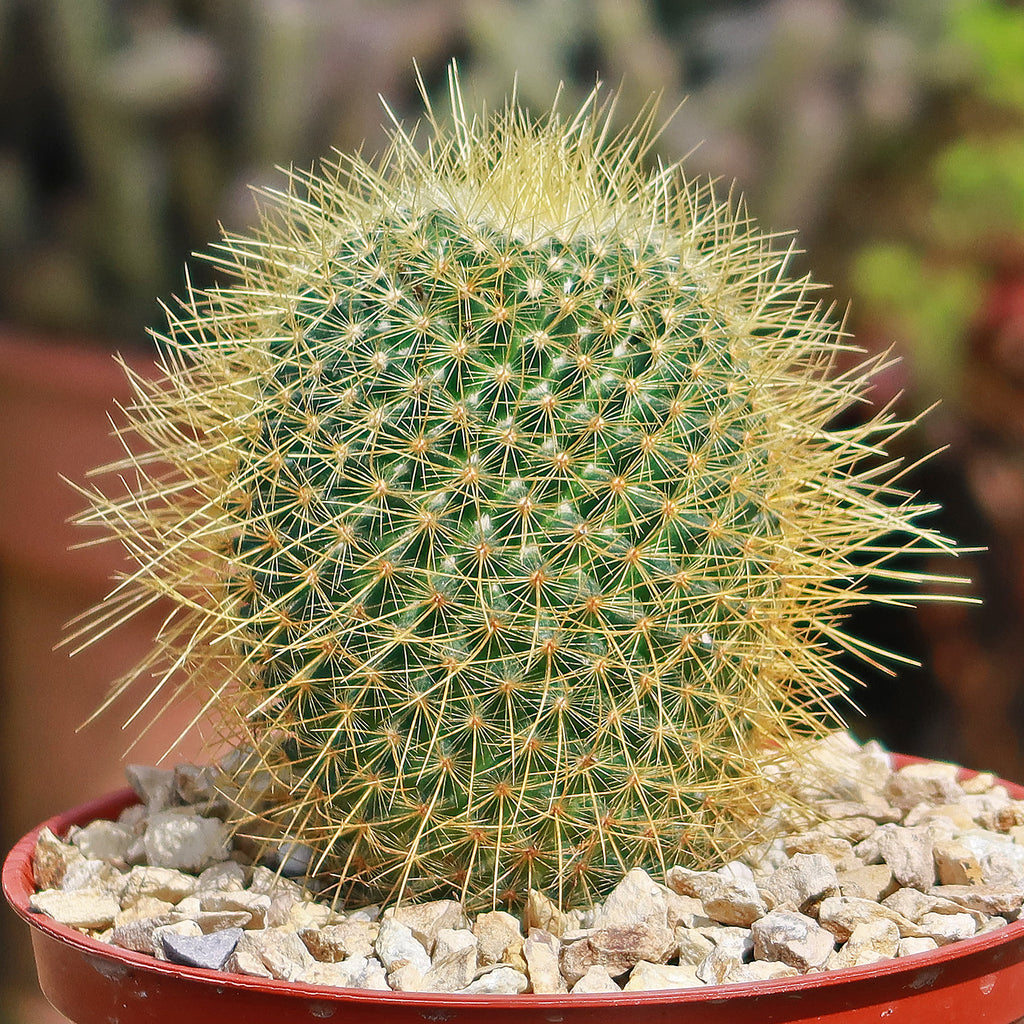 Mammillaria Pringlei