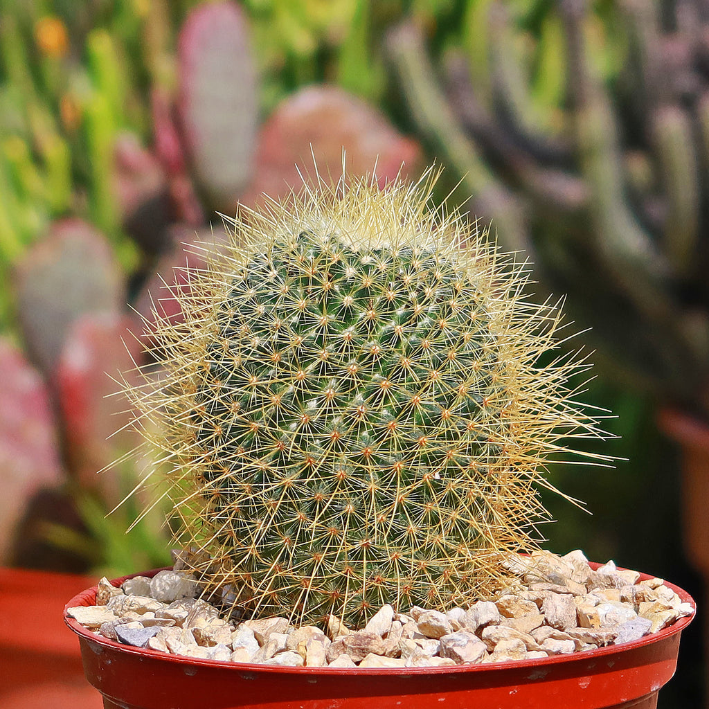 Mammillaria Pringlei