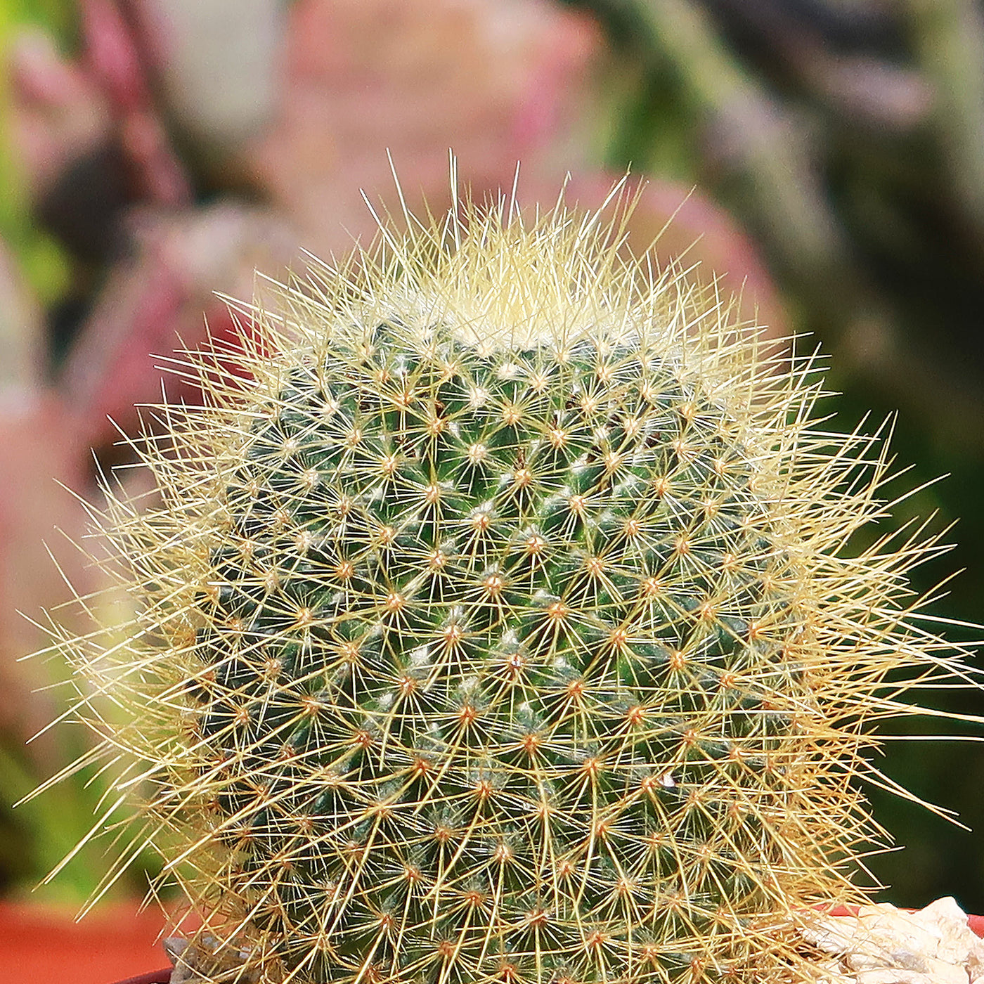 Lemon Ball Cactus - Mammillaria pringlei