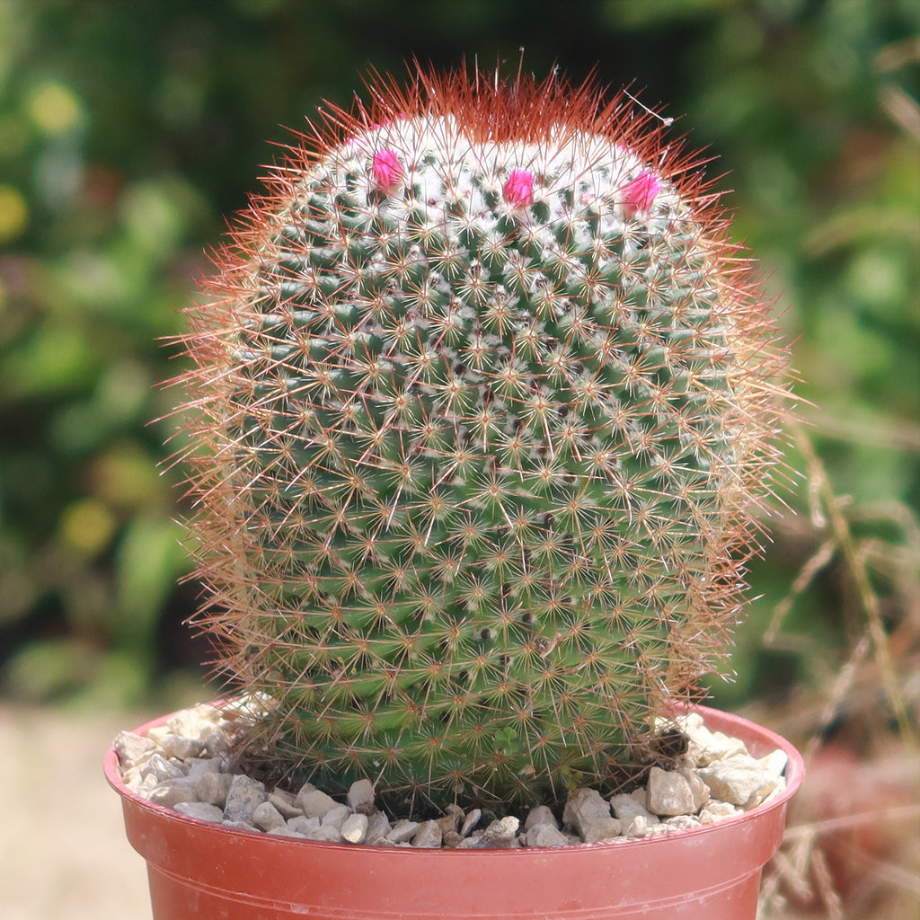 Rainbow Pincushion - Mammillaria rhodantha mccartenii
