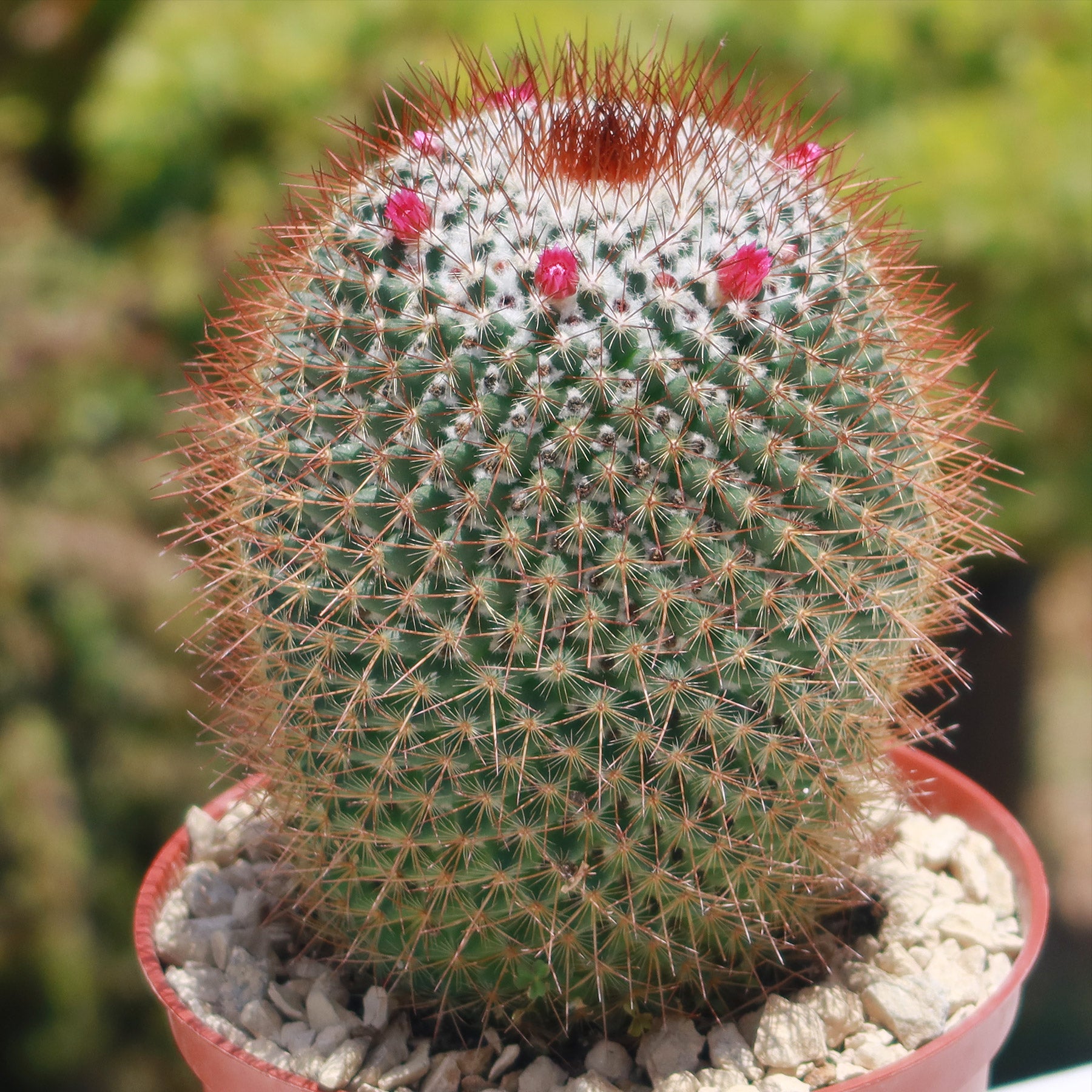 Rainbow Pincushion - Mammillaria rhodantha mccartenii