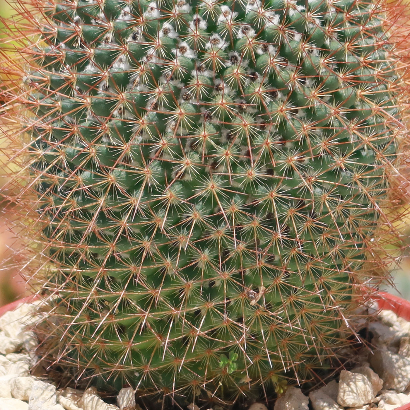 Rainbow Pincushion - Mammillaria rhodantha mccartenii