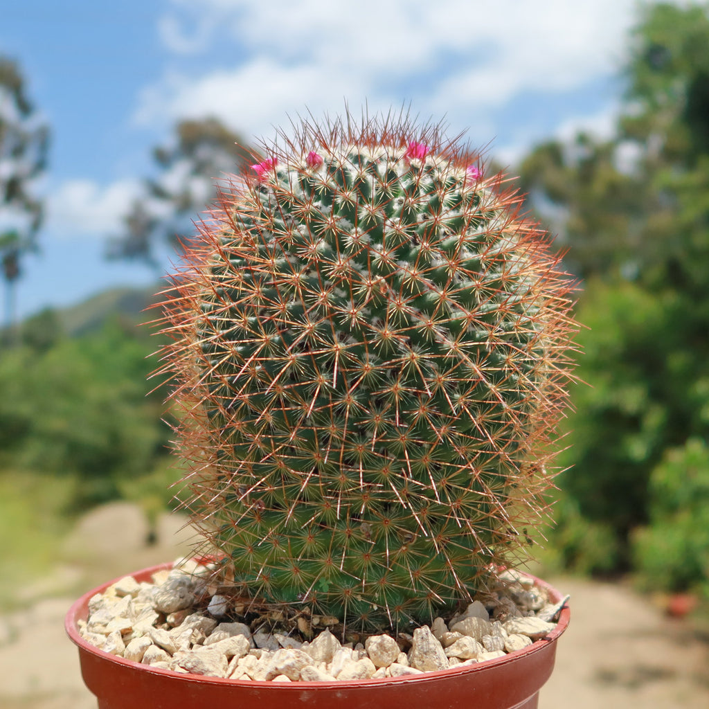 Rainbow Pincushion - Mammillaria rhodantha mccartenii