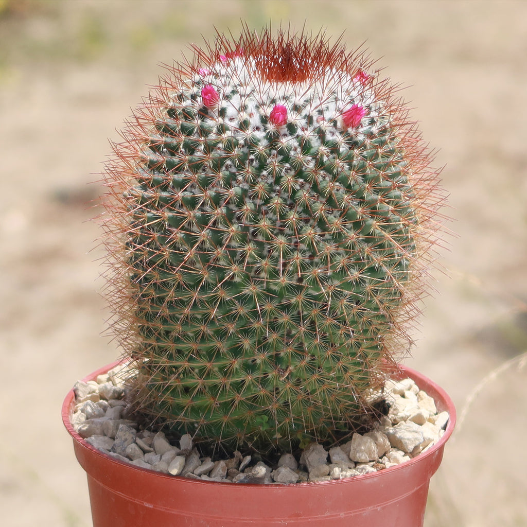 Rainbow Pincushion - Mammillaria rhodantha mccartenii