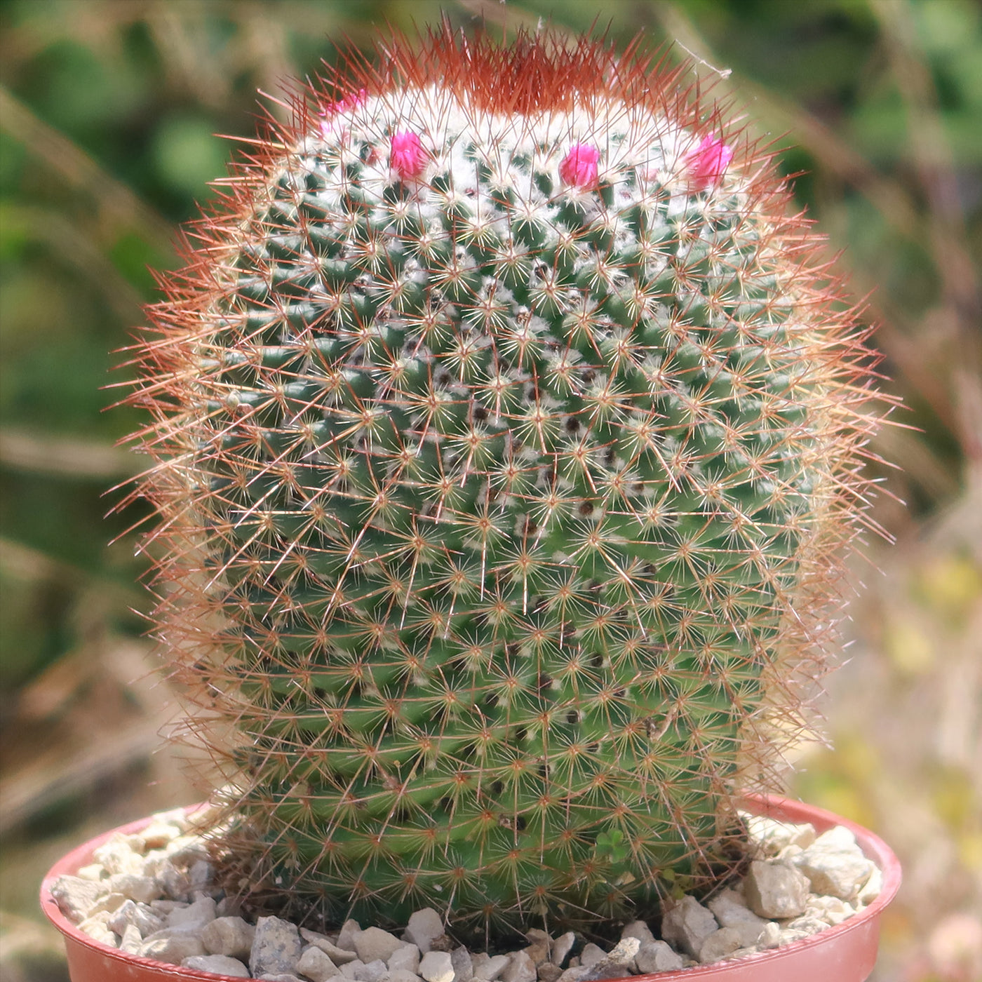 Rainbow Pincushion - Mammillaria rhodantha mccartenii