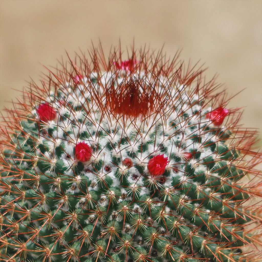 Rainbow Pincushion - Mammillaria rhodantha mccartenii