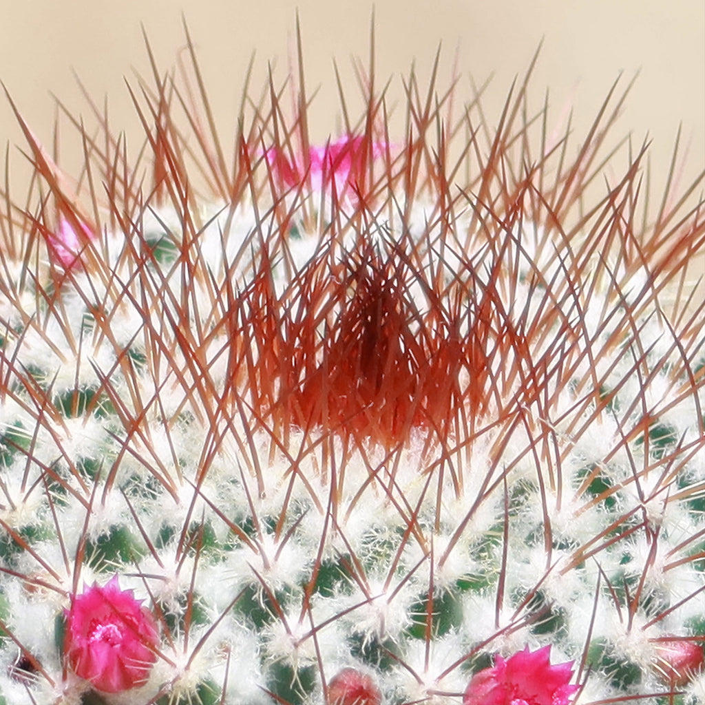 Rainbow Pincushion - Mammillaria rhodantha mccartenii