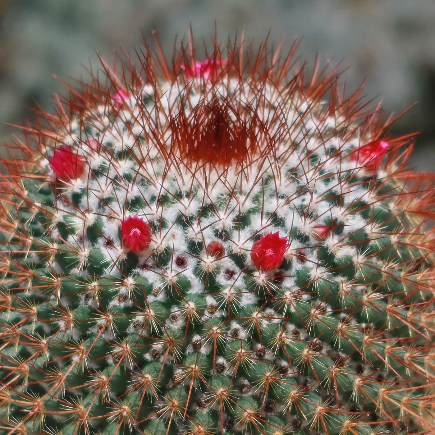 Rainbow Pincushion - Mammillaria rhodantha mccartenii