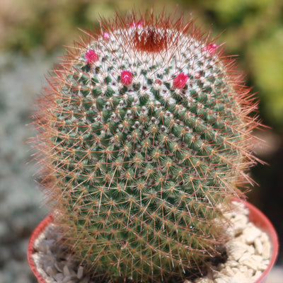 Rainbow Pincushion - Mammillaria rhodantha mccartenii