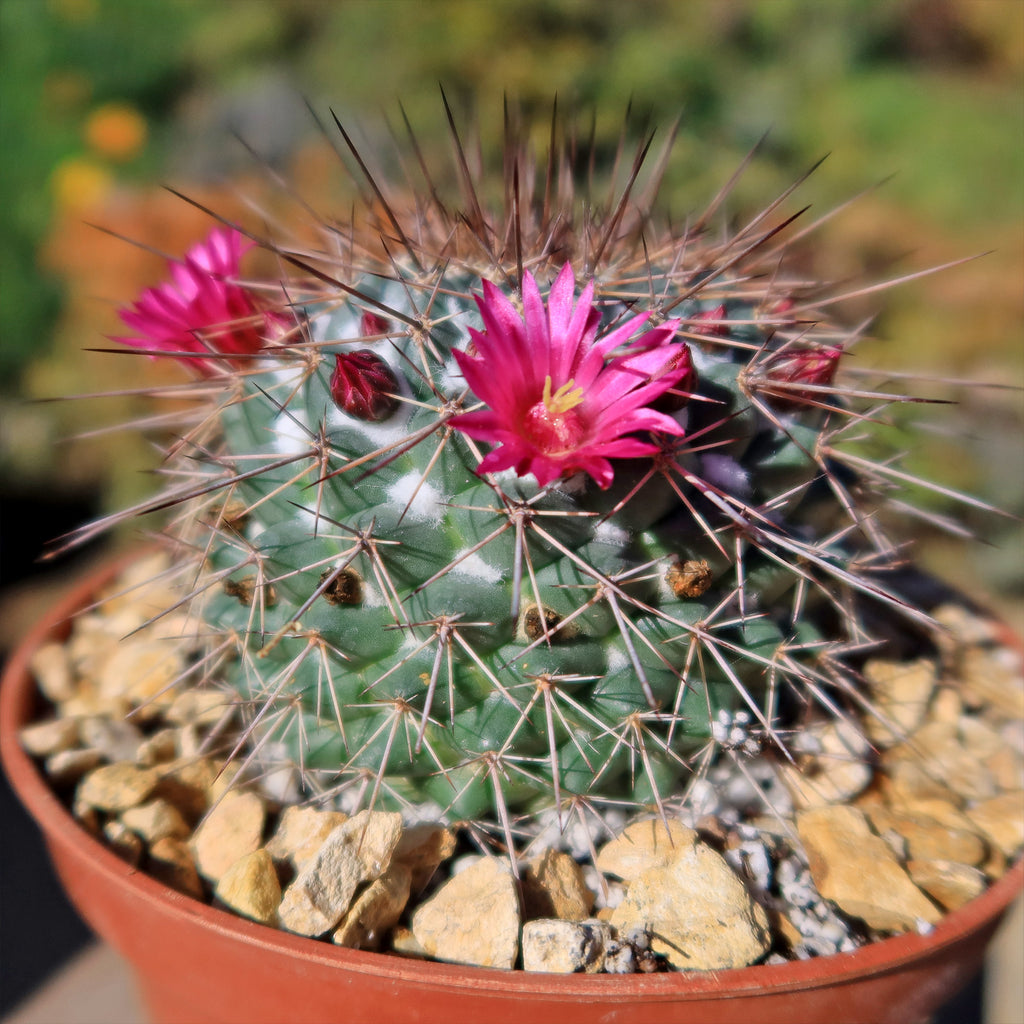 Mammillaria Rubrograndis